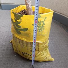 幸福の木　ドラセナ　観葉植物　袋の鉢入れて110cm程度の画像