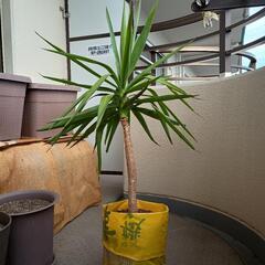 幸福の木　ドラセナ　観葉植物　袋の鉢入れて110cm程度の画像