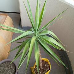 幸福の木　ドラセナ　観葉植物　袋の鉢入れて110cm程度の画像