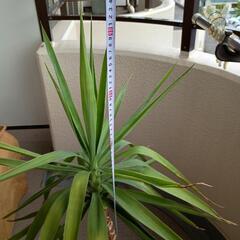 幸福の木　ドラセナ　観葉植物　袋の鉢入れて110cm程度の画像