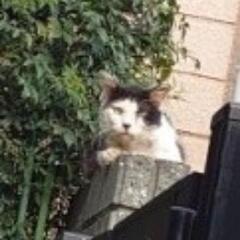 (保留)捕獲器、どなたか貸してくれませんか(;_;)