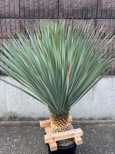 ユッカ　ロストラータ　ブルーサンダー　良品