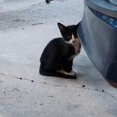 子猫里親探してます！ - 里親募集