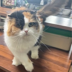 ザ三毛　スコティッシュの女の子　甘えん坊で優しいミコちゃん - 安曇野市