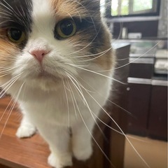 ザ三毛　スコティッシュの女の子　甘えん坊で優しいミコちゃん