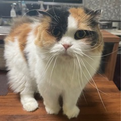 ザ三毛　スコティッシュの女の子　甘えん坊で優しいミコちゃん − 長野県