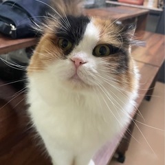 ザ三毛　スコティッシュの女の子　甘えん坊で優しいミコちゃん - 猫