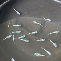 メダカ　輝黒龍　【現物】　