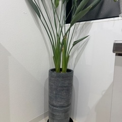 ＜調整中＞観葉植物 ストレリチア 陶器鉢付き