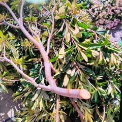 【無理】無農薬のビワの葉っぱ（枝付）