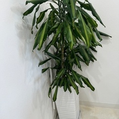 ＜調整中＞観葉植物 ドラセナ 陶器鉢 