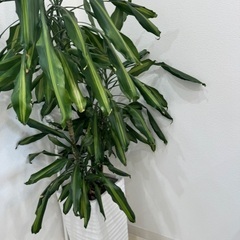 ＜調整中＞観葉植物 ドラセナ 陶器鉢 の画像