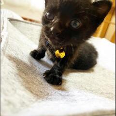 金鈴　里親募集　黒猫