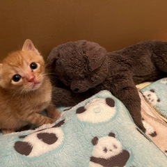 7/30生まれの茶トラちゃん♂