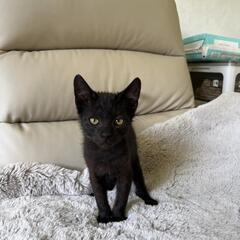 元気でやんちゃな　ちび黒猫君