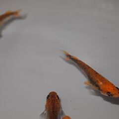 メダカ　予約済　五式god 　卵　１００個位　卵トリーナー付きの画像