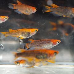 メダカ　予約済　五式god 　卵　１００個位　卵トリーナー付きの画像