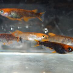 メダカ　予約済　五式god 　卵　１００個位　卵トリーナー付きの画像