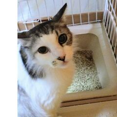 大変な状況で生きてきたレオンくん幸せに☆譲渡会に参加します♪
