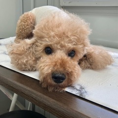 トイプードル（ブリード卒業犬)