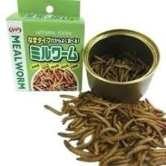 モモンガオヤツミルワーム