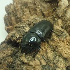 【決まりました】国産オオクワガタ①  ☆オスメスペア+おまけ幼虫5匹☆の画像