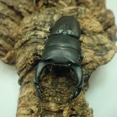 【決まりました】国産オオクワガタ①  ☆オスメスペア+おまけ幼虫5匹☆の画像