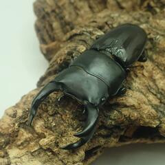 【決まりました】国産オオクワガタ①  ☆オスメスペア+おまけ幼虫5匹☆の画像