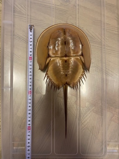 カブトガニ　脱皮殻　約31cm 美品