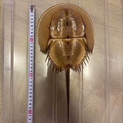 カブトガニ　脱皮殻　約31cm 美品