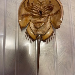 カブトガニ　脱皮殻　約31cm 美品の画像