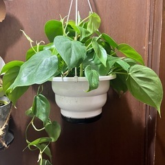 観葉植物　フィロデンドロン