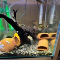 アピストグラマアガシジィブリードの画像