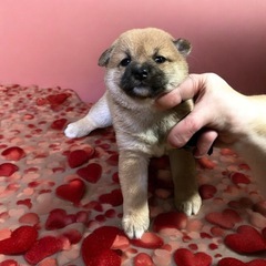 ⭐️豆柴⭐️メス⭐️ − 長崎県