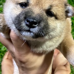 ⭐️豆柴⭐️メス⭐️