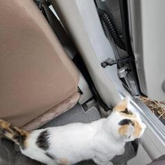 里親募集