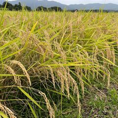 茨城県の美味しいお米の中古が安い！激安で譲ります・無料で