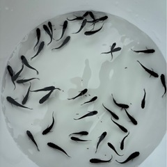 【その他卵もあり】オロチの卵(産卵床付き)【メダカ】【めだか】