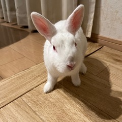 ネザーランドドワーフ