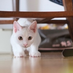 サーブル♡家族ができました - 猫