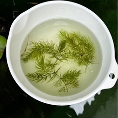 【その他卵もあり】オロチの卵(産卵床付き)【メダカ】【めだか】の画像