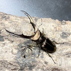 メタリフェルホソアカクワガタ♂単品