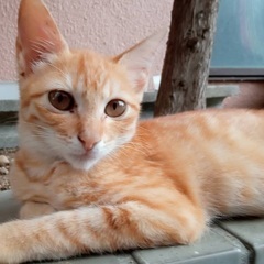 茶トラの男の子と白猫の女の子　子猫