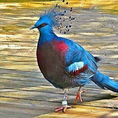 鳩の王様　高級鳩　カンムリバトEU CB　最大種 - 町田市
