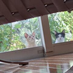 野良猫子猫3匹