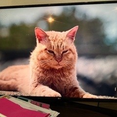 ??LG電子 4K対応55型テレビ(美品)???