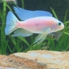 フラィエリ　スノーホワイト　5〜6㎝　アフリカンシクリッド  熱帯魚
