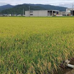 令和６年度新米コシヒカリ🌾玄米30kg(※御予約受付分)終了致し...