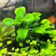 アヌビアスナナ　水草