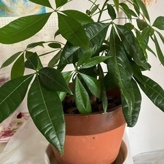 観葉植物　パキラ（鉢植え）9/29迄